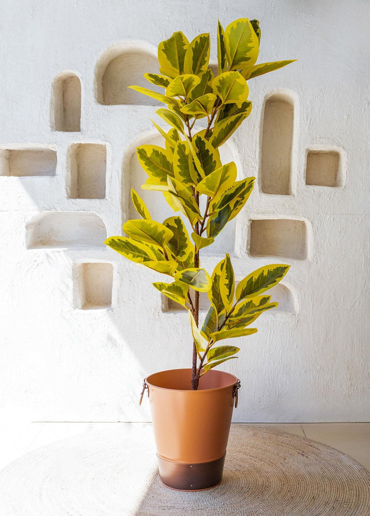 Artificial Ficus Altissima Tree Yellow Green 170 cm - Exporgin | Türkiye Comes to You