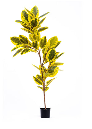 Artificial Ficus Altissima Tree Yellow Green 170 cm - Exporgin | Türkiye Comes to You