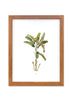 Vimini Photo Frame Brown 40x50 cm - Exporgin - Global Shopping Site